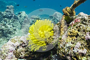 Feather star at Surin island