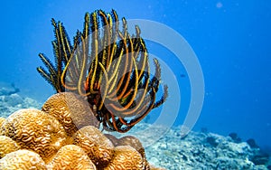 Feather starfish