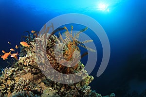 Feather Stars on reef