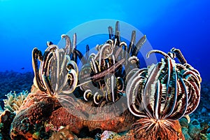 Feather stars on a reef