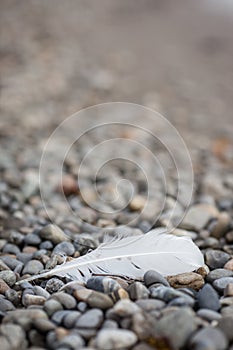 Feather on stone beach