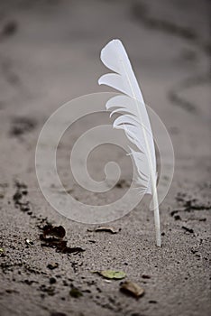 Feather stuck in the sand