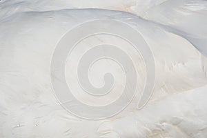 Feather of a Swan (Cygnini)