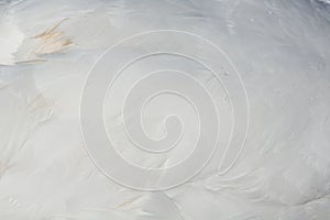 Feather of a Swan (Cygnini)