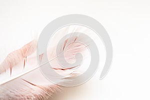 Feather of swan on hand on white background with copy space. Concept of tenderness, lightness
