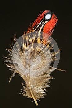 Feather of Temminck's Tragopan