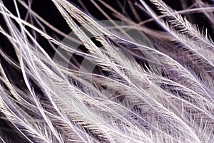 Feather texture closeup