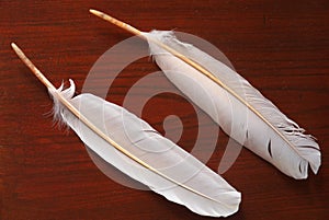 Feather of Toki or Japanese crested ibis or Nipponia nippon in Sado island