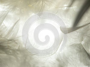 The feather is translucent in the light.