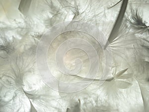 The feather is translucent in the light.
