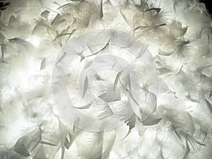 The feather is translucent in the light.