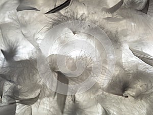 The feather is translucent in the light.