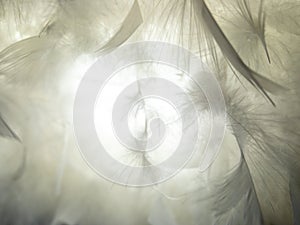 The feather is translucent in the light.