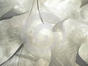 The feather is translucent in the light.