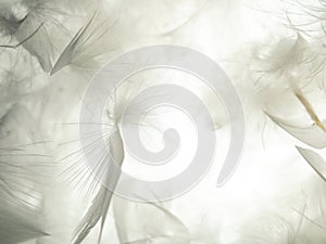 The feather is translucent in the light.