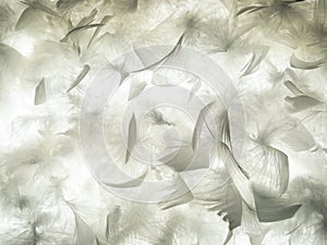 The feather is translucent in the light.