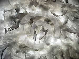 The feather is translucent in the light.