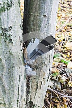 Feather on a tree