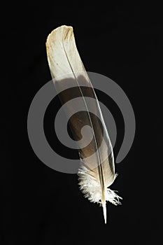 Feather of Treron waalia Bruces green pigeon