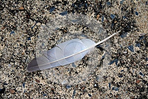 Feather of Turtle dove falling on the floor.