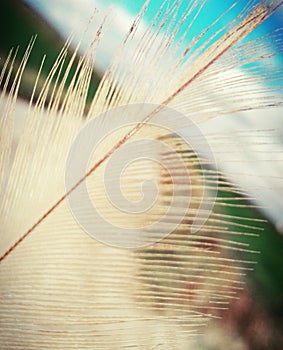 Feather view