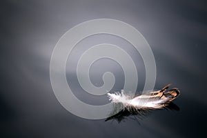 Feather on the water angels background beautiful bird black blue close
