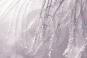 Feather with water droplets silver. Beautiful macro with feathers.