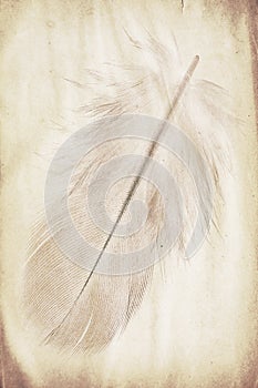 Feather watermark