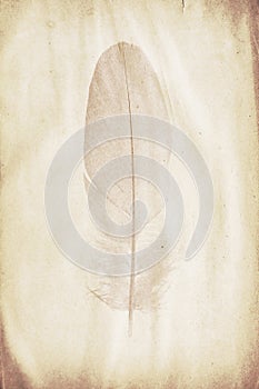 Feather watermark