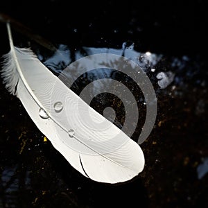 FEATHER WITH WATTER,WHITE FEATHER WITH WATER DROOP