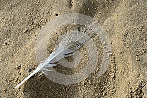Feather on wet beach sand