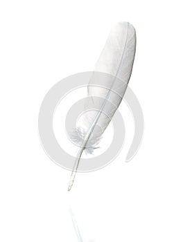 Feather on white