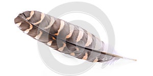 Feather on white background