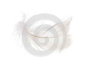 Feather on a white background