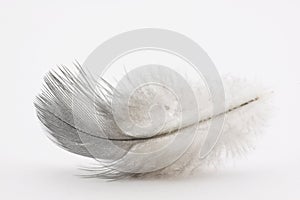 Feather on white background