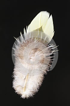 Feather of White-bellied Green Pigeon