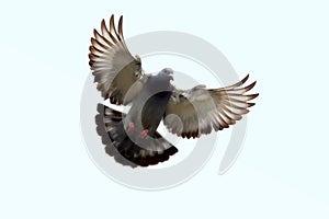Feather wing of homing pigeon bird floating mid air
