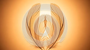 Feather Wings Backlit