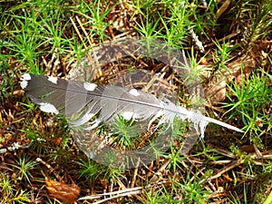 The feather of a woodpecker on the grass in the forest