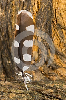 The Feather of a Woodpecker Resting in a Tree