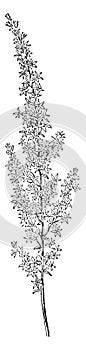 Featherbells, Stenanthium, Gramineum, Melanthiaceae, strikingly, ornamental vintage illustration photo