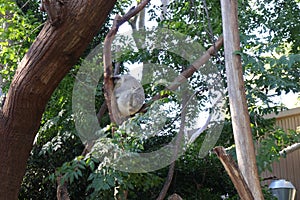 Featherdale Wildlife Park near Sydney in Australia. Koala sitting on branch