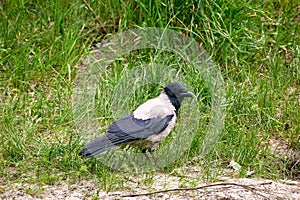 feathered animal hooded crow on green grass