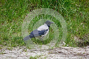 feathered animal hooded crow on green grass