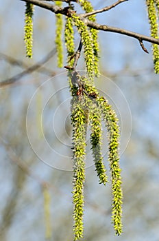 Feathered aspen female catkins in spring