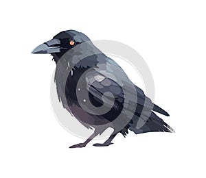 Feathered bird crow animal wild