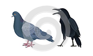 Feathered Birds or Avian with Crow and Pigeon Vector Set