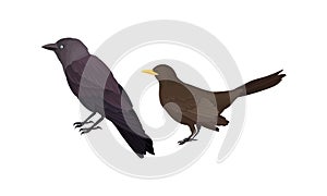 Feathered Birds or Avian with Jackdaw Vector Set