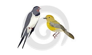 Feathered Birds or Avian with Swallow and Oriole Vector Set