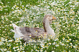 Feathered duck in a meadow